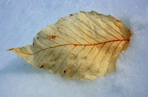 Dry sunlit leaf Stock Photos