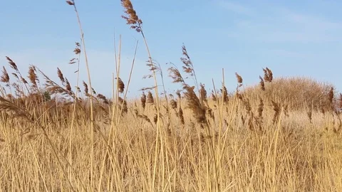 Dry, swinging Reed Grass in the wind with dunes in background at the sea Stock Footage
