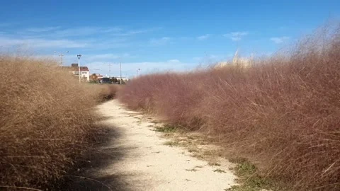 Dry, swinging Reed Grass in the wind Vídeos de archivo 141893373