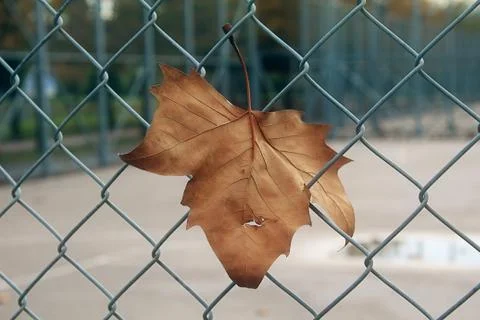 Dry sycamore leaf hanging on wire mesh Stock Photos