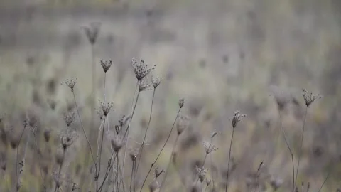 Dry tall grass in field Stock Footage 301433366