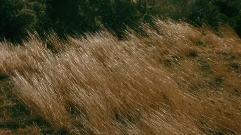 The dry tall grass is fluttering in the wind Stock Footage 266984133