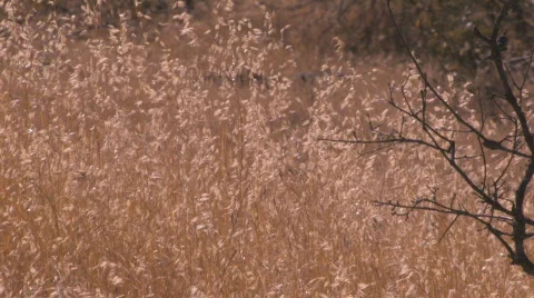 Dry Tall Grass Video stock 312845