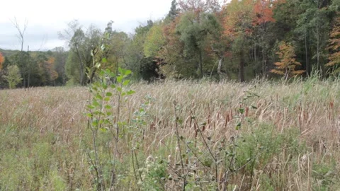 Dry tall grass 스톡 동영상 163068190