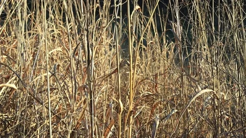 Dry tall grass Stock Footage 168975513