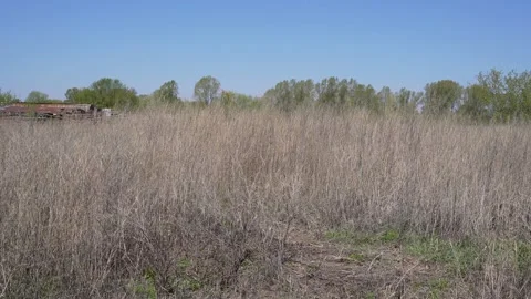 Dry tall grass Stock Footage 193539113