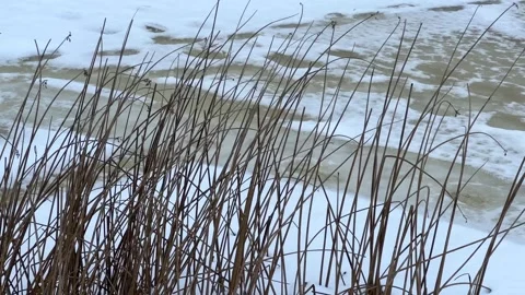 Dry tall grass stems swaying in wind against snowy background in winter field Stock Footage 323533100