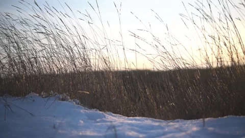 Dry tall grass swaying in the wind with snow on the ground against sunset sky Stock Footage 167645706