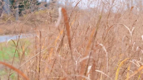Dry tall grass in the wind Stock Footage 254586271