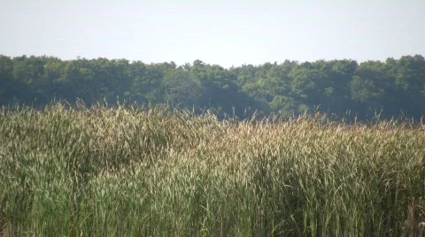 Dry tallgrass sways in wind on sunny day (High Definition) Stock Footage
