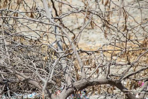 Dry tangled tree branches creating abstract natural texture Foto stock