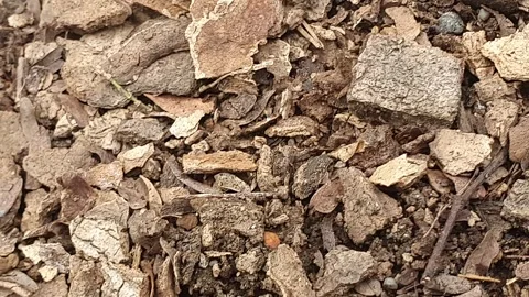 Dry teak bark on the ground Stock Footage 304665718