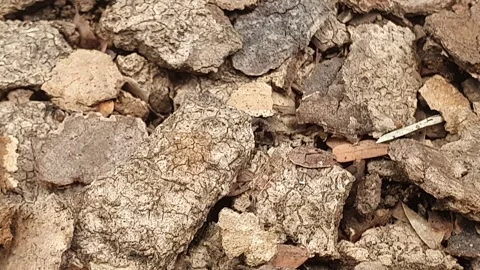 Dry teak bark on the ground Video stock 304666120
