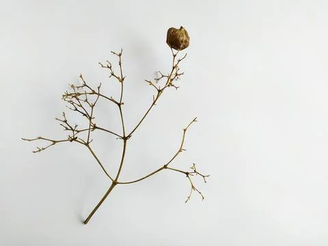 Dry teak flower Foto stock