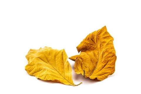 Dry Teak Leaf texture Stock Photos