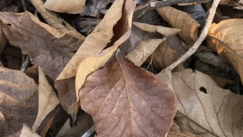 Dry teak leaves Video stock 251802200