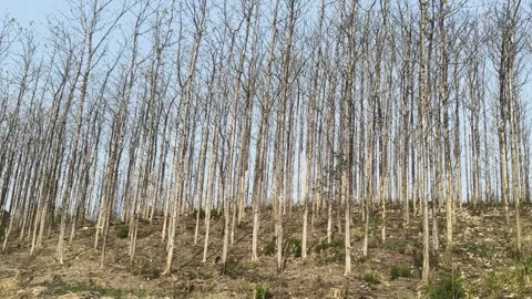 Dry teak tree forest growing on hillside during dry season outdoors 스톡 동영상 347439617
