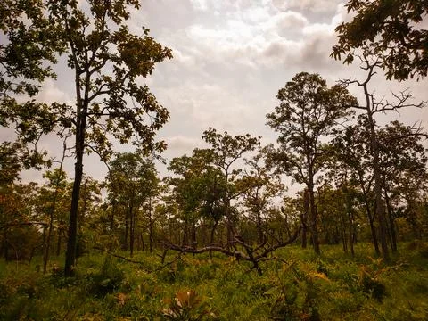 Dry teak trees canopy in the forest Stock Photos