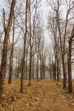 Dry teak trees at forest Stock Photos
