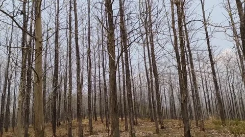 Dry teak woods Stock Footage 253977380