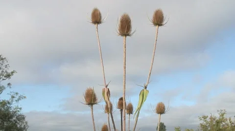 Dry Teasel heads Stock Footage 28156230