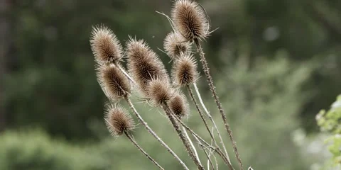 Dry Teasel Plants in Summer Stock Footage 321140661