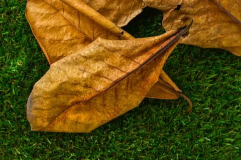 Dry terminalia catappa leaf Stock Photos