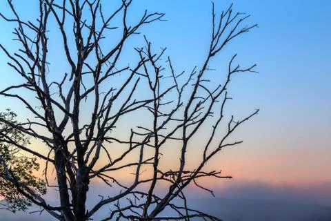 Dry thin three branches on gradient morning sky background 库存照片
