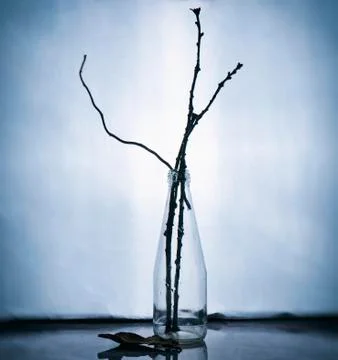 Dry thin tree branches in a transparent glass bottle on a light blue background Stock Photos