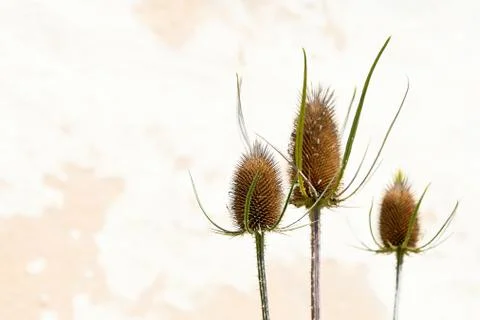 Dry thistle on abstract Stock Photos