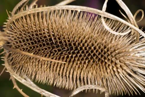 Dry thistle background. Stock Photos