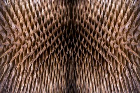 Dry thistle background. Stock Photos