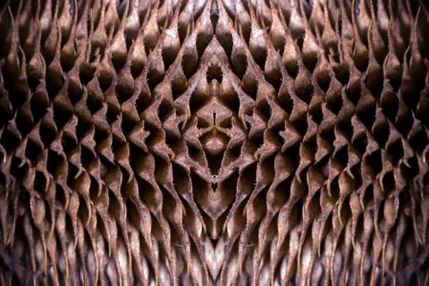 Dry thistle background. Stock Photos