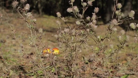 Dry thistle Blowing In The Wind in a sunny autumn forest Stock Footage 82276572