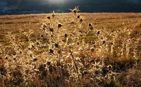 Dry thistle with cobwebs in the rays of the setting sun. Stock Photos