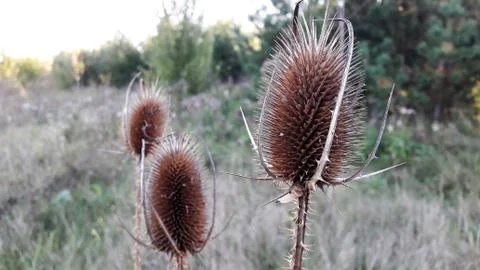 Dry thistle. Dry grass in the field Foto stock