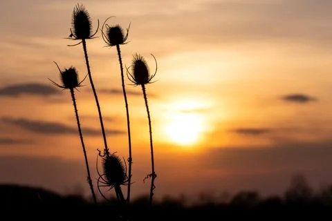 Dry thistle during sunset 스톡 사진