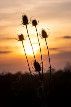 Dry thistle during sunset Stock Photos