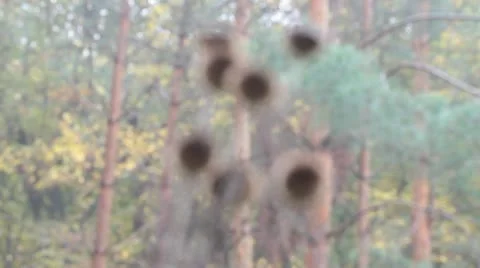 Dry thistle Stock Footage 12412804