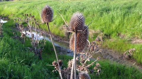 Dry Thistle Stock Footage 36553254