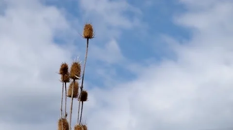 Dry thistle Stock Footage 50425430