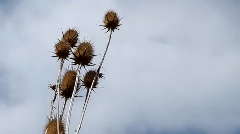 Dry thistle Stock Footage 50425452
