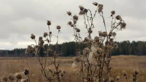 Dry thistle Stock Footage 290854626