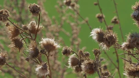 Dry thistle heads close up in the wind 動画素材 348107301