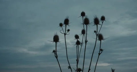 Dry thistle with heavy clouds in the background Stock Footage 55373222