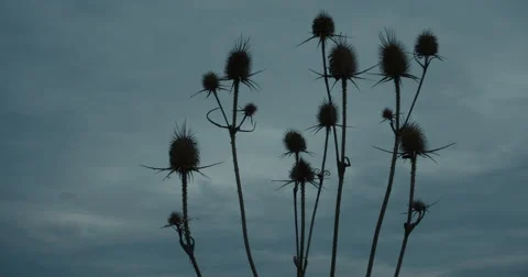 Dry thistle with heavy clouds in the background on a autumn morning Stock Footage 55373310