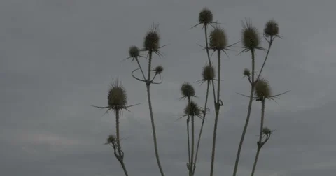 Dry thistle with heavy clouds in the background on a autumn morning - SLog3 Stock Footage 55373788
