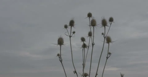 Dry thistle with heavy clouds in the background - SLog3 Stock Footage 55373927
