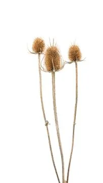 Dry thistle isolated Stock Photos