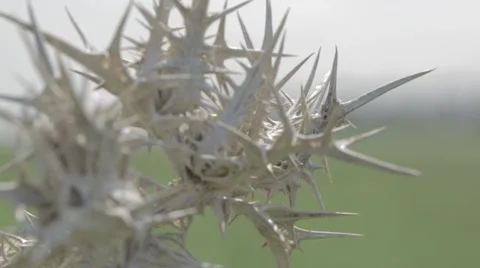 Dry thistle in light breeze Stock Footage 43861846